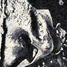 czaszka Aleksandra I Jagiellończyka